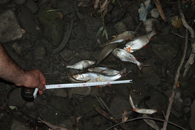 Setki śniętych ryb w potoku Kotlanka