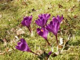 Leśne Arboretum powitało kwiatami wiosnę [ZDJĘCIA]