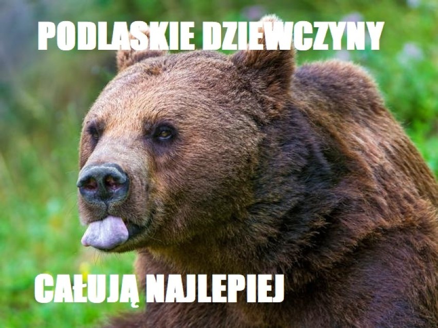 Walentynki MEMY: Święto Zakochanych, czyli walentynki....