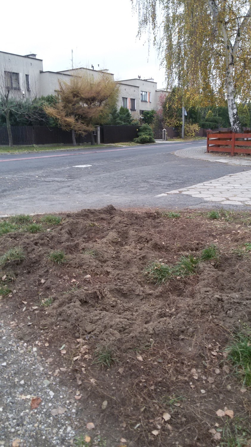 Dziki wchodzą do Rybnika. Buchtują pod Domem Pomocy Społecznej na Żużlowej