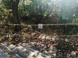 Sandomierska atrakcja turystyczna, lessowy Wąwóz Królowej Jadwigi zamknięty! Wszystko przez zwalone przez wichurę drzewa (ZDJĘCIA)  