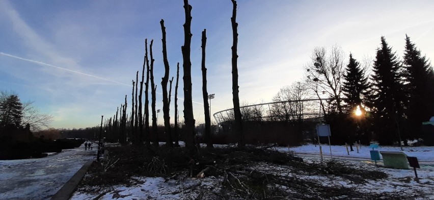 Szpaler drzew wzdłuż Stadionu Śląskiego został ogołocony z...