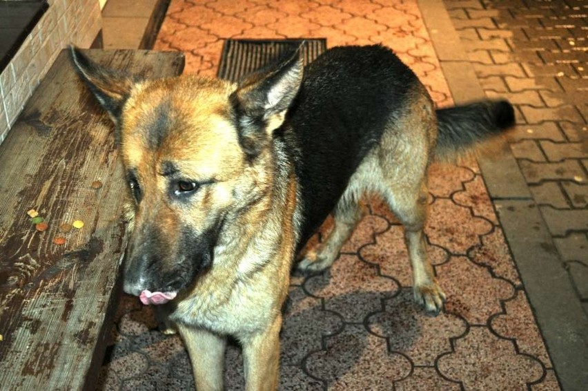Ługi Ujskie: na stacji paliw ktoś porzucił psa. Potrzebny nowy dom