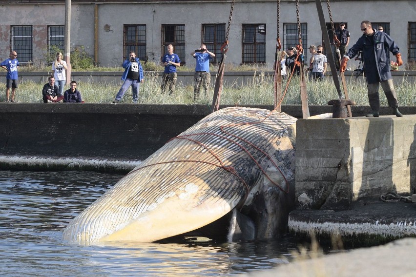 Wieloryb w Helu - wyciągają na brzeg