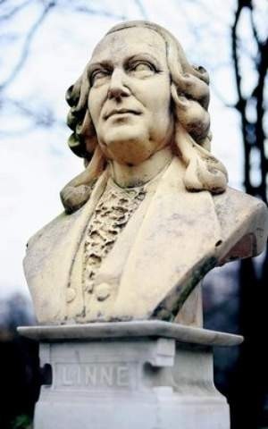 Pomnik Karola Linneusza we wrocławskim ogrodzie botanicznym
