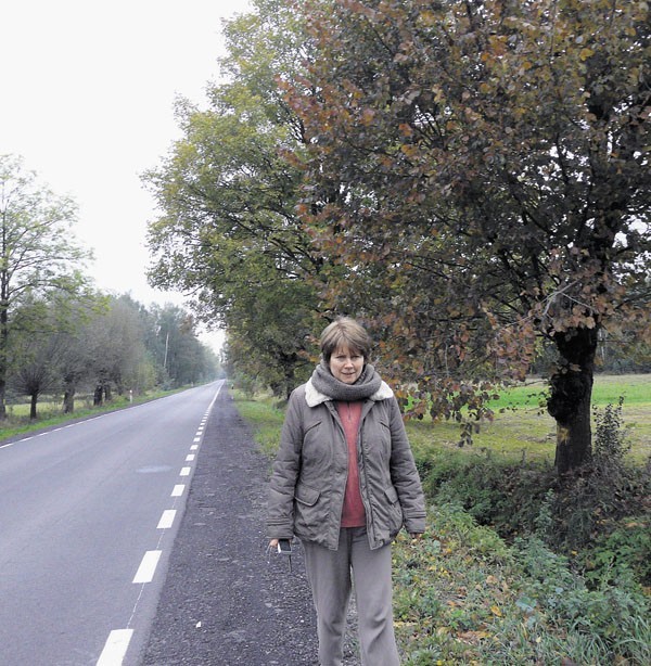 Te drzewa mają zniknąć z krajobrazu drogi od Strumian do Widawy