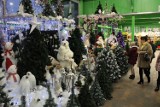 Święta 2022 w Wieluniu. Dekoracje świąteczne w Centrum Ogrodniczym Lilia już cieszą oczy FOTO
