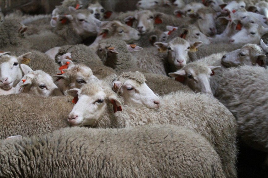 W Montanie zakazane jest wprowadzanie owcy na tory w celu...