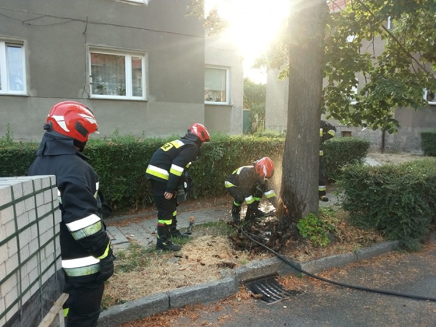 Pożar samochodów i drzewa. Strażacy mieli ręce pełne roboty (ZDJĘCIA)