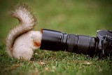 Tak ciekawskie zwierzaki przeszkadzają fotografom w pracy. Te zdjęcia poprawią ci humor na cały dzień. Są urocze!