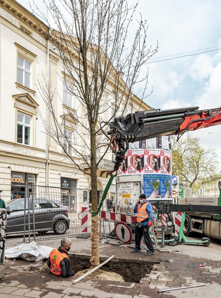 Sadzenie dużego klona na ulicy Stradomskiej