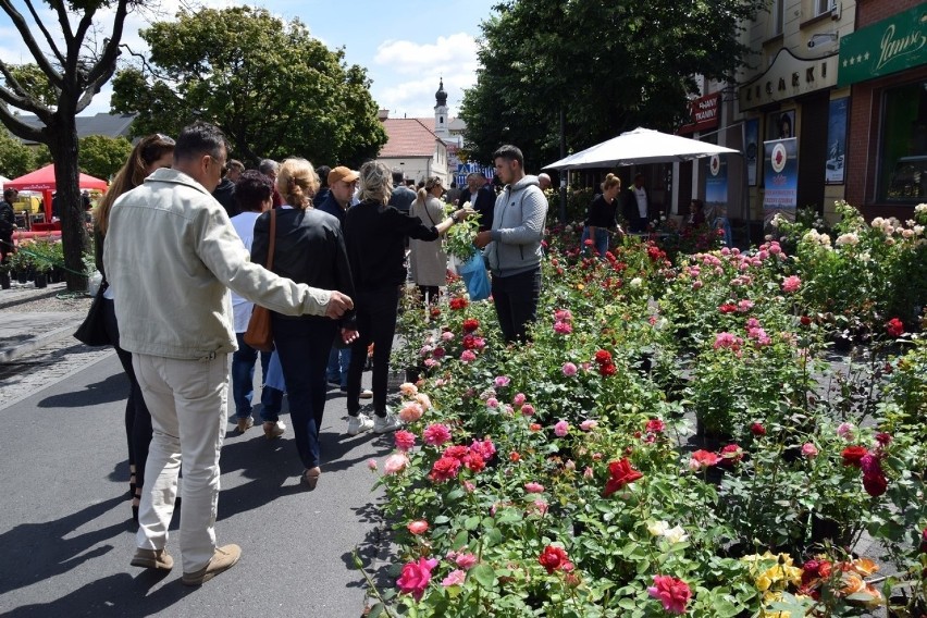 Festiwal Róż w Łasku  odwołany. W tym troku też nie będzie wydarzenia