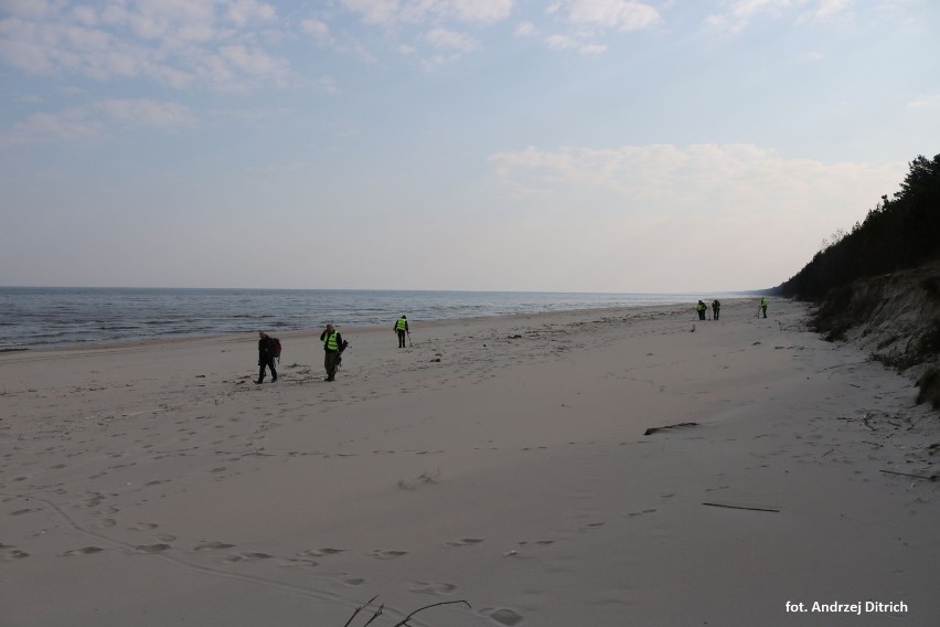 Mierzeja Wiślana. Grupa eksploratorów z grupy "Niebieskie Berety" szukała na plaży pozostałości z okresu II WŚ [ZDJĘCIA]