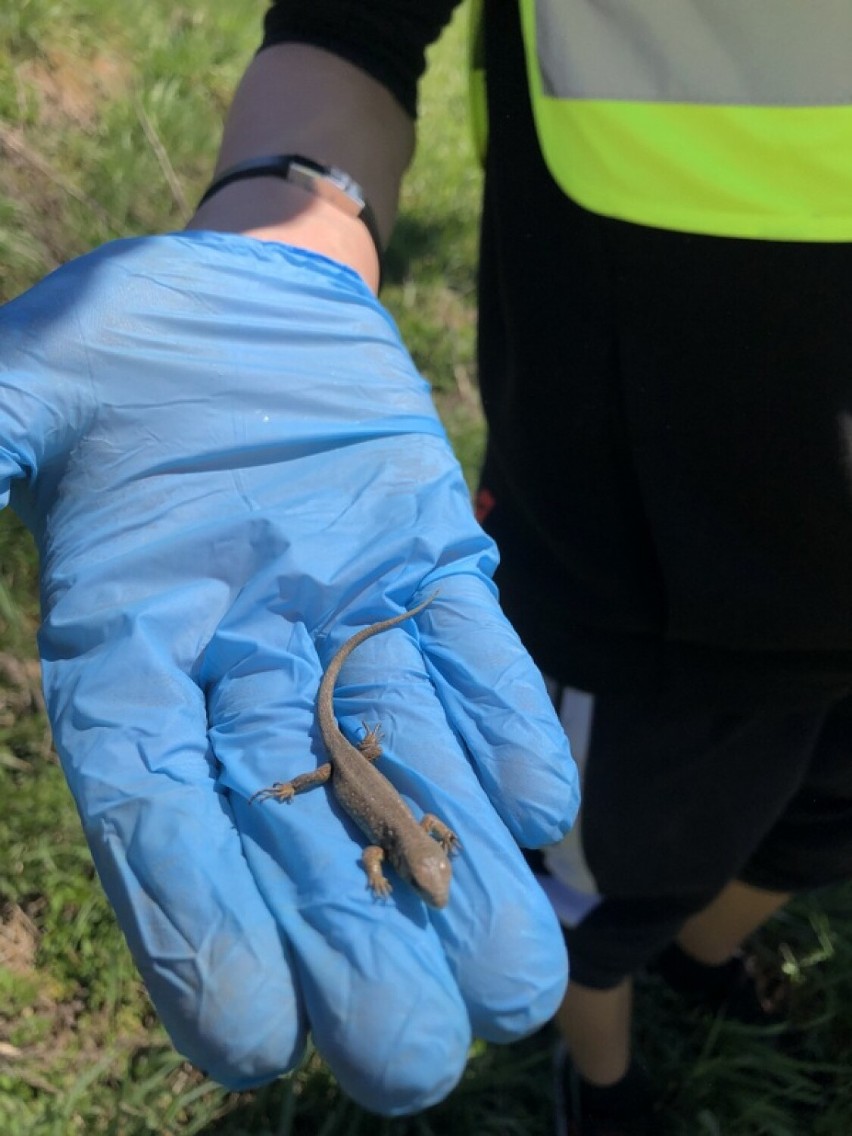 Wiosenne, lokalne sprzątanie świata w Wilczyskach i gminie...