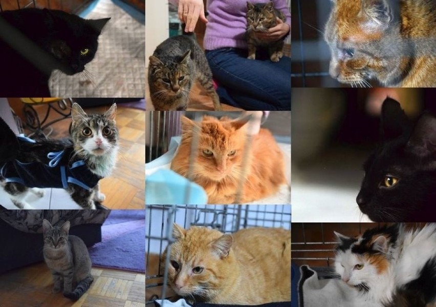 Dzień Kota 2019. Kot do adopcji z Kotkowa. Jakie koty można...