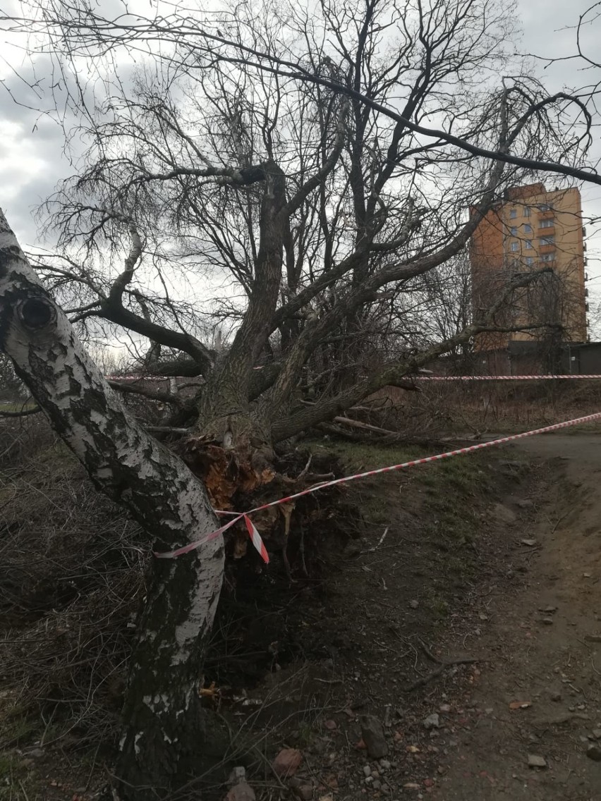 Skutki wichury w Siemianowicach Śląskich: połamane drzewa i...