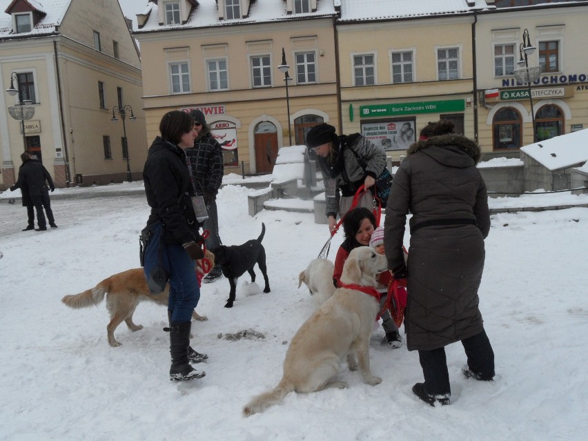Żory WOŚP 2013: Pokaz psów rasowych na Rynku. Goldeny też pomagały na WOŚP! Zobacz zdjęcia!