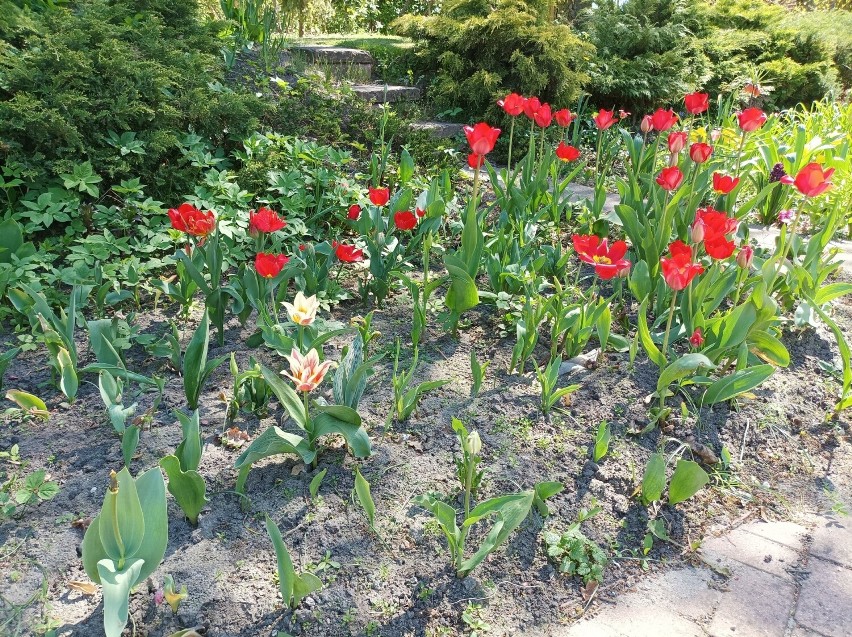 Ostrowskie ogrody pełne pięknych kwiatów. Co kwitnie w maju? Zobaczcie zdjęcia
