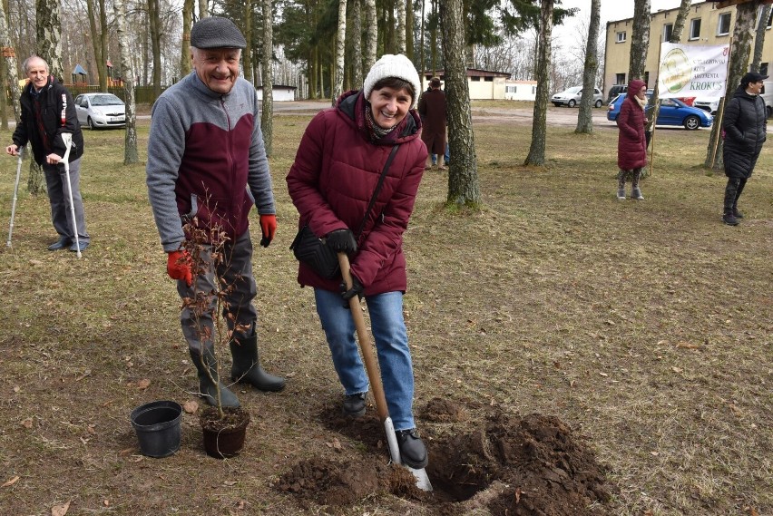 Sadzenie drzewek na 25-lecie "Krokusa"