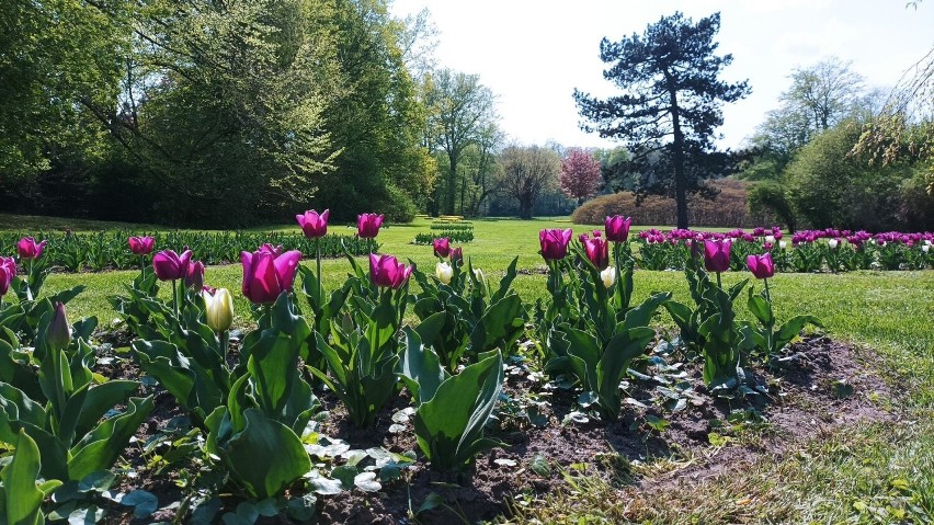 W słońcu tulipany w Parku Mużakowskim wyglądają przepięknie