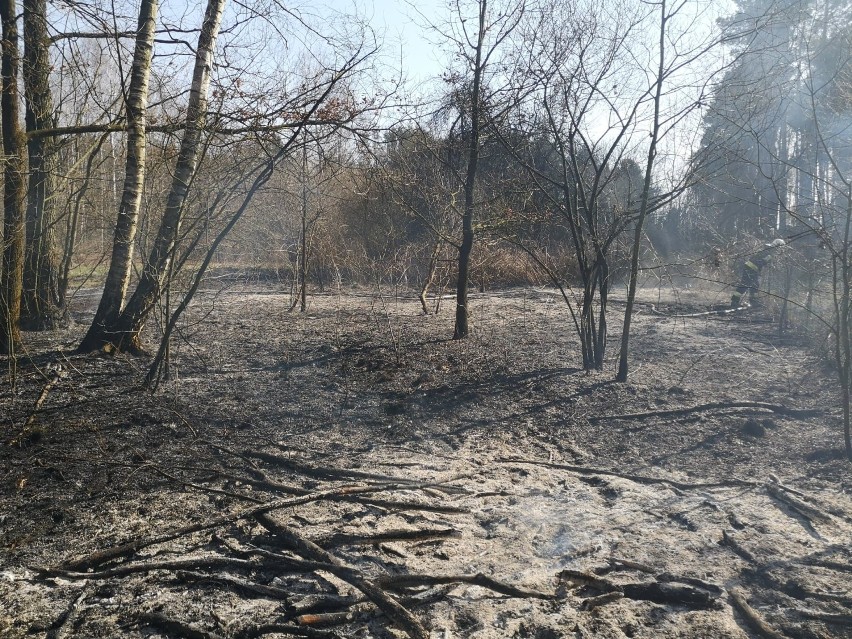 Pożary suchych trwa w powiecie bełchatowskim