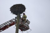 W powiecie kościerskim czekają już na pierwsze bociany. Konieczna była naprawa uszkodzonego gniazda w Schodnie