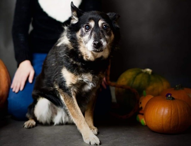 Na własny dom i rodzinę czeka między innymi Banda. Na kolejnych zdjęciach w galerii psy z radomskiego schroniska, które czekają na adopcję.