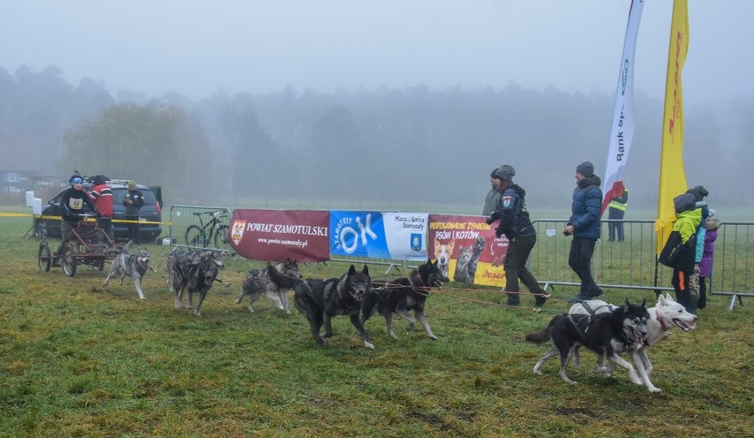 Gm. Szamotuły. Finał Pucharu Polski w Wyścigach Psich Zaprzęgów w Koźlu