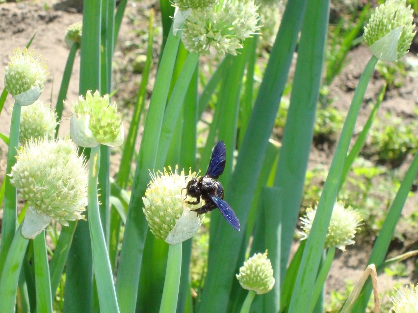 Zadrzechnie czarnorogie czyli czarne pszczoły powróciły na Lubelszczyznę. Zobacz zdjęcia