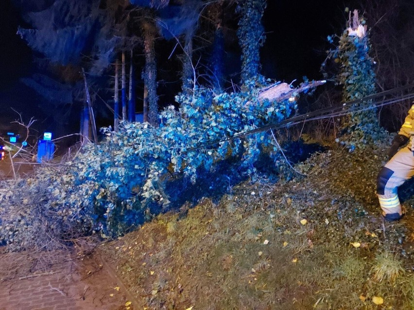 Strażacy z OSP Kłodawa usuwali powalone drzewa.