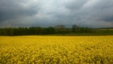  Wiosna w pełni. Zobacz krajobraz powiatu lubelskiego na zdjęciach
