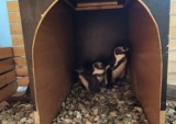 Chorzów: W Śląskim zoo wykluł się pierwszy pingwin Humboldta. Zobaczcie FILMIK!