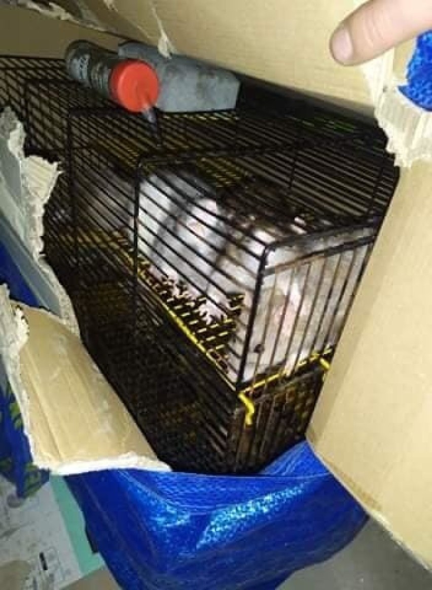 Kraków. Strażnicy miejscy znaleźli 20 szczurów uwięzionych w klatkach w piwnicy [ZDJĘCIA] 