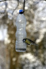 Ogólnopolskie Towarzystwo Ochrony Ptaków apeluje! Pomóżmy ptakom przetrwać upały