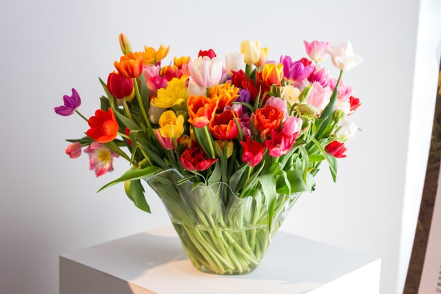 Wielka wystawa tulipanów na Wilanowie. Tysiące sztuk i 130 odmian w jednym miejscu [ZDJĘCIA]