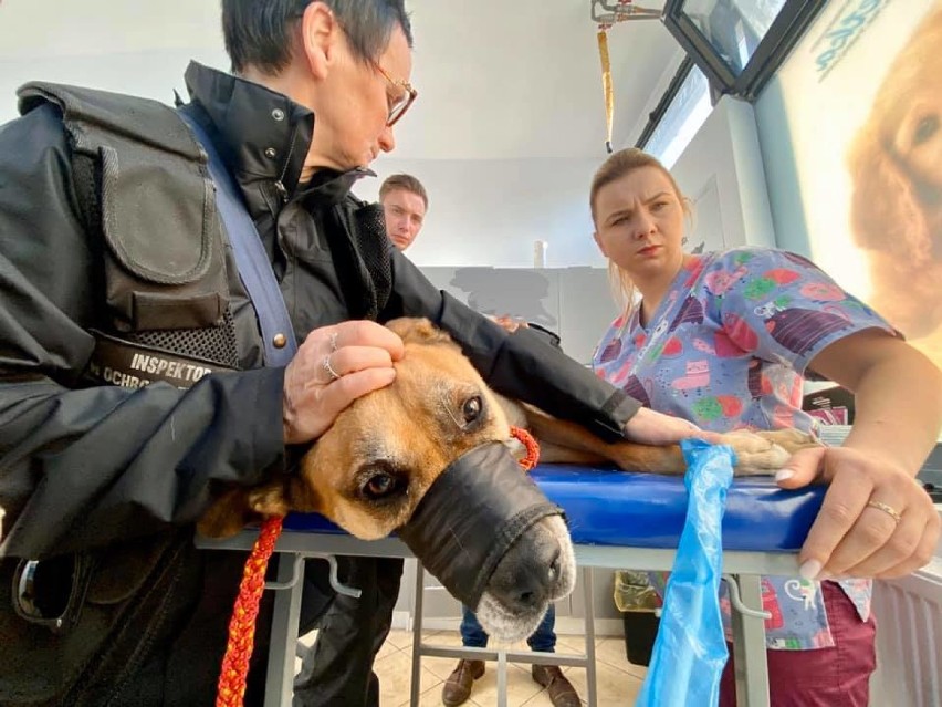 Głodny i chory pies, który żył w małym kojcu pod Świdnicą nie przeżył. Powiadomiono prokuraturę! (ZDJĘCIA)