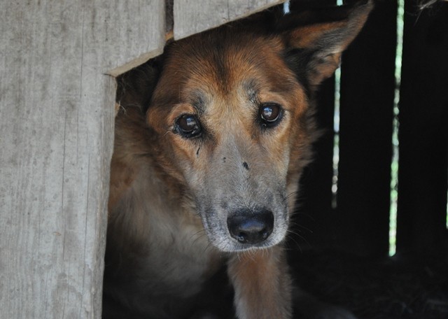 Staruszki praktycznie nie mają szans na adopcje...