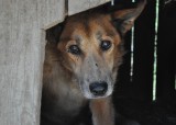 Zbiórka darów dla zwierząt - schronisko w Korabiewicach potrzebuje pomocy