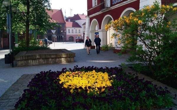 Żółto-niebieska kompozycja zdobi deptak w okolicach raciborskiego muzeum. Nad bratkami rosną azalie.