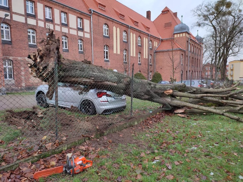 W Wejherowie na samochód spadło drzewo, a w Zwartowie na drogę. Skutki silnego wiatru