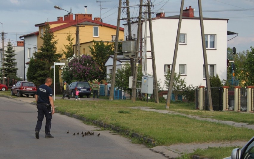 Policjanci pomogli przejść przez Działdowo kaczkom