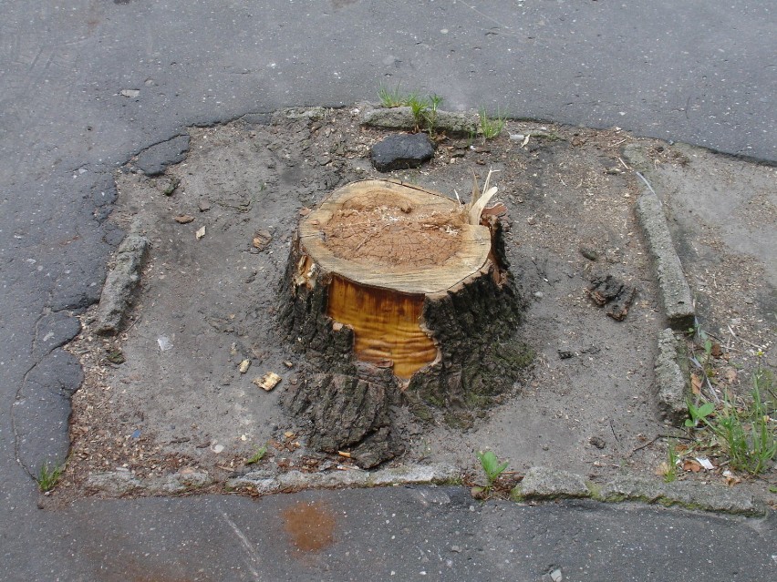 Zdjęcie jednego z drzew wyciętych na ulicy Pułaskiego w...