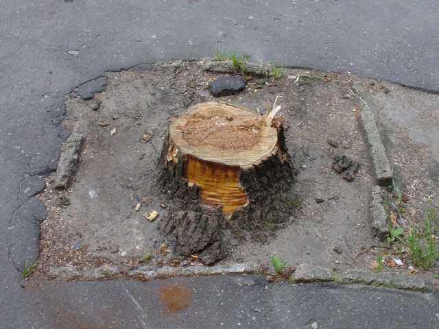 Zdjęcie jednego z drzew wyciętych na ulicy Pułaskiego w Siedlcach.