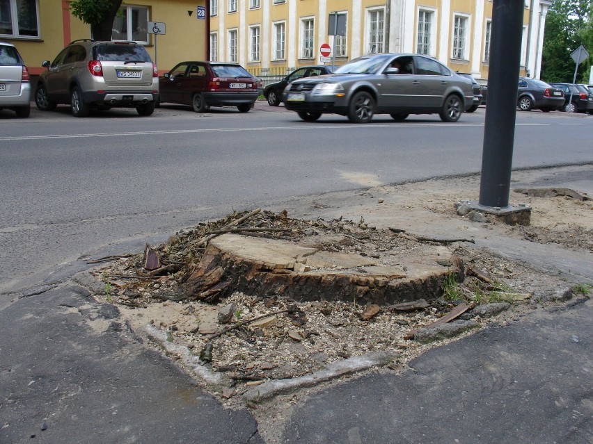 Zdjęcie jednego z drzew wyciętych na ulicy Pułaskiego w...