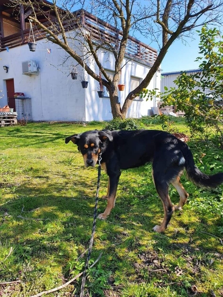 Podczas Świąt Wielkanocnych ten pies został porzucony w...