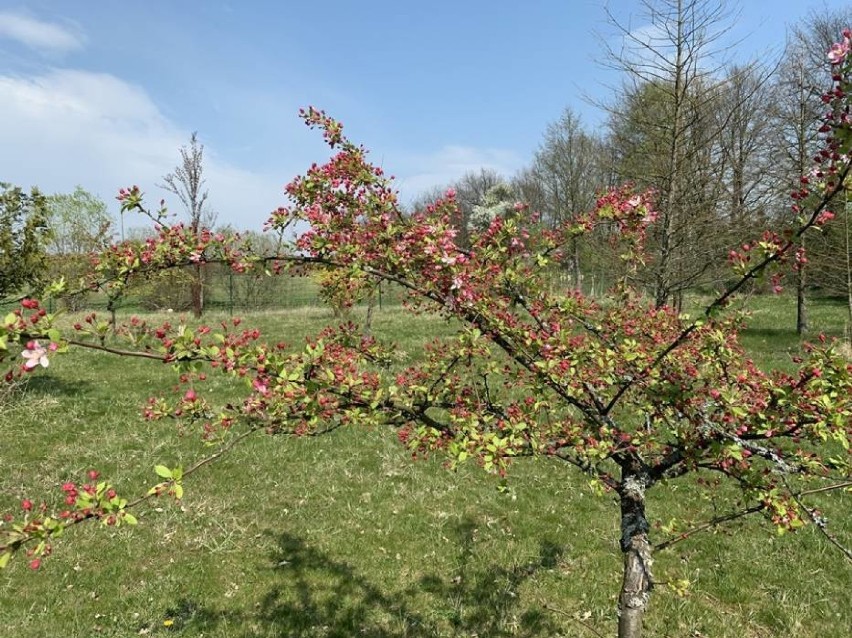 Arboretum w Stradomi wkrótce czynne dla turystów! (ZDJĘCIA Z OGRODU)