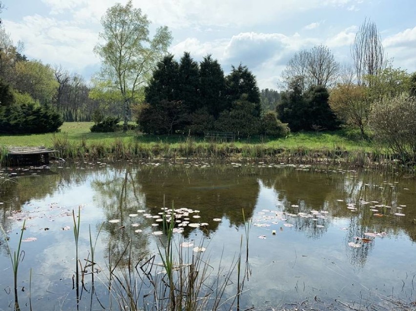 Arboretum w Stradomi wkrótce czynne dla turystów! (ZDJĘCIA Z OGRODU)