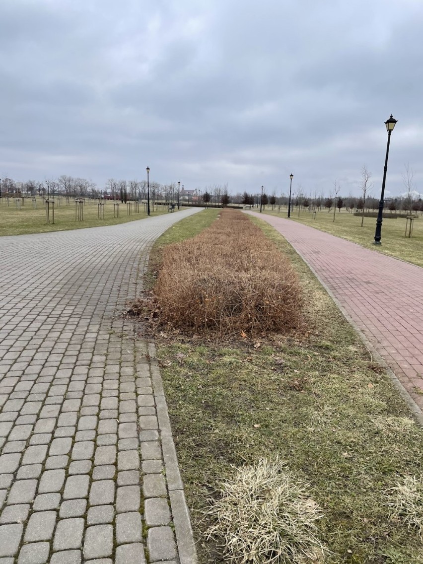Trwa wycinka krzewów w inowrocławskich Solankach