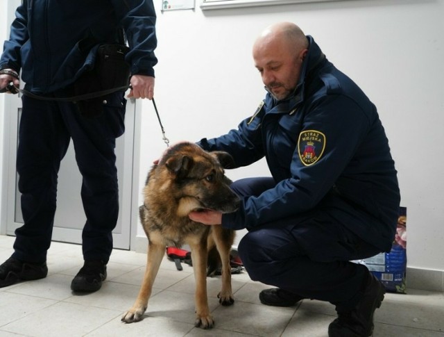 Krakowscy Strażnicy Miejscy przygarnęli na akcję "mrozy" psa z krakowskiego schroniska. Jak dalej potoczyła się jego historia?