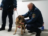 Krakowscy Strażnicy Miejscy przygarnęli w akcję "mrozy" psa z krakowskiego schroniska. Jak dalej potoczyła się jego historia?